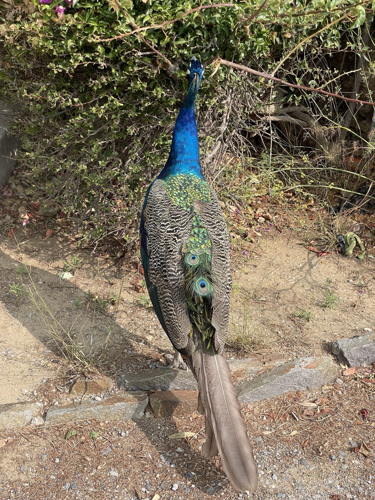 A peacock on the Côte d'Azur coastal path, iridescent blue-green feathers up close